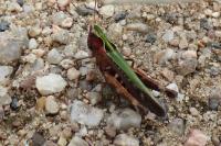 Omocestus rufipes