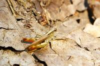 Gomphocerippus rufus