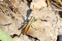 Gomphocerippus rufus