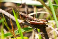 Pseudochorthippus parallelus