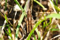 Pseudochorthippus parallelus