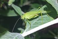 Phaneroptera falcata