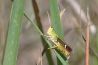 Stenobothrus lineatus