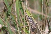 Stenobothrus lineatus