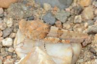 Sphingonotus caerulans