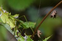 Leptophyes punctatissima