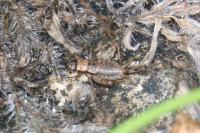 Nemobius sylvestris