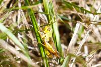 Pseudochorthippus parallelus