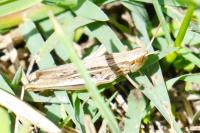 Euchorthippus elegantulus