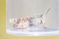 Calliptamus italicus