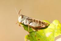 Calliptamus italicus