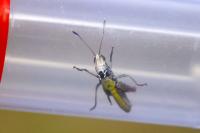 Gomphocerippus rufus