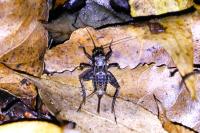 Nemobius sylvestris
