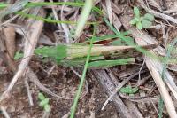 Aiolopus thalassinus