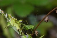 Leptophyes punctatissima