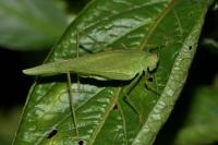 Phaneroptera nana