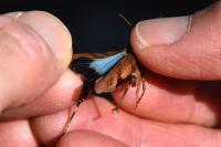 Oedipoda caerulescens