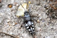 Oedipoda caerulescens