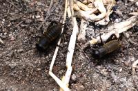 Gryllus campestris