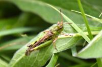 Aiolopus thalassinus