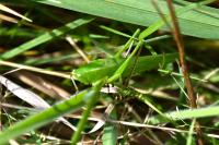 Ruspolia nitidula