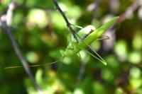 Phaneroptera falcata