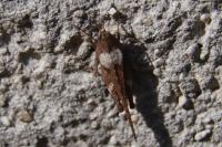 Tetrix subulata