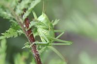 Tettigonia viridissima