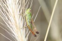 Pseudochorthippus parallelus