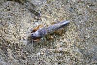 Gryllotalpa gryllotalpa