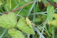 Tettigonia viridissima