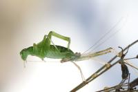 Phaneroptera