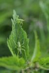 Tettigonia viridissima