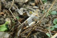 Oedipoda caerulescens