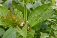 Leptophyes punctatissima