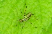 Leptophyes punctatissima