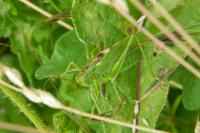 Tettigonia viridissima