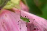 Leptophyes punctatissima