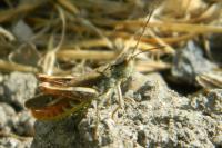 Myrmeleotettix maculatus