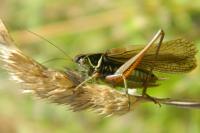 Roeseliana roeselii