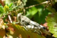 Oedipoda caerulescens