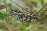 Calliptamus italicus