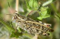 Calliptamus italicus