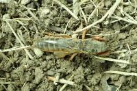 Gryllotalpa gryllotalpa