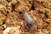 Eumodicogryllus bordigalensis