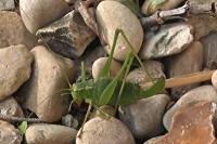 Leptophyes punctatissima