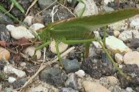 Tettigonia viridissima