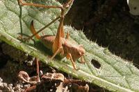 Pholidoptera griseoaptera