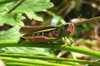 Stethophyma grossum