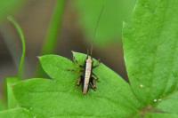 Pholidoptera griseoaptera